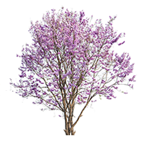 flowering