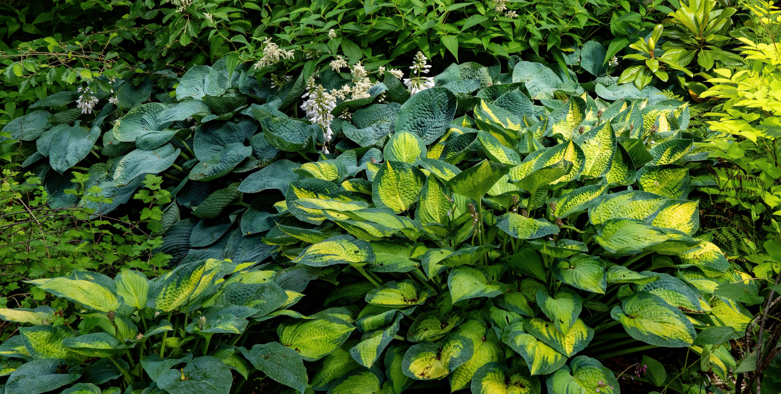 several varieties of hasta plants in a botanical garden in Vancouver, BC, british colkumbia, canada,
