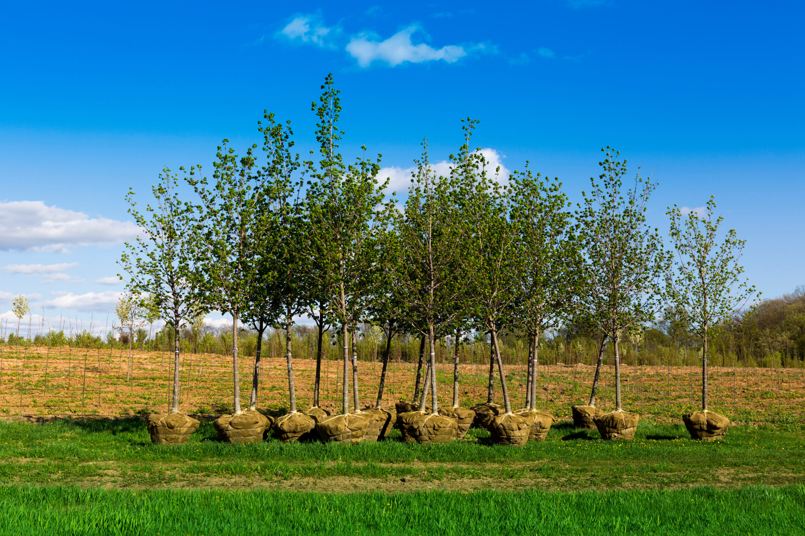 planting trees